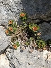 Teucrium pyrenaicum