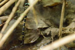 Anotogaster sieboldii sieboldii
