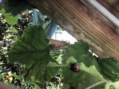 Euthyrhynchus floridanus