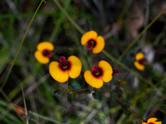 Bossiaea