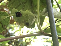 Euthyrhynchus floridanus