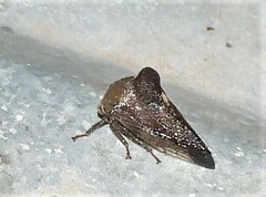 Telamona monticola