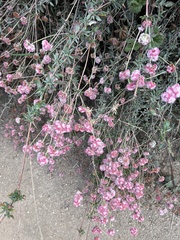Eriogonum latifolium