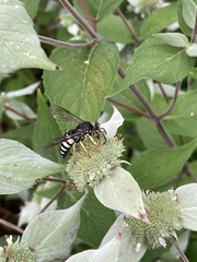 Bicyrtes quadrifasciatus