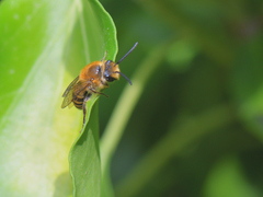 Colletes hederae