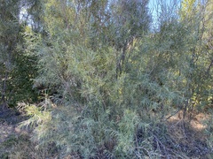 Salix exigua