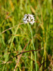 Allium suaveolens