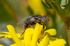 Eristalinus