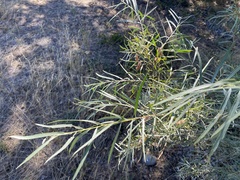 Salix exigua