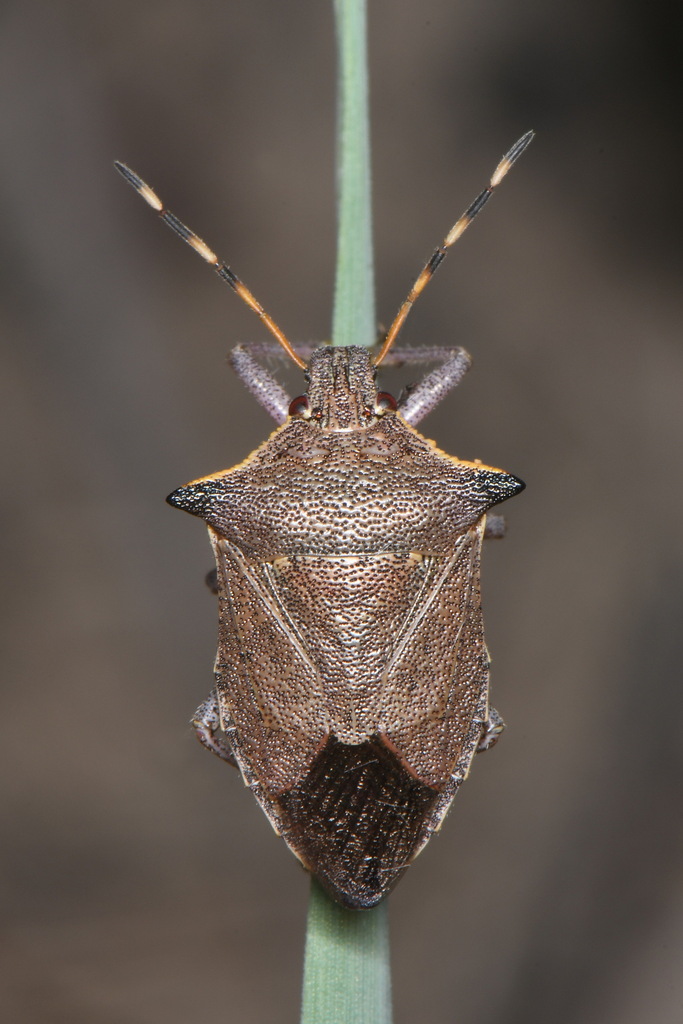 Predatory stink bug