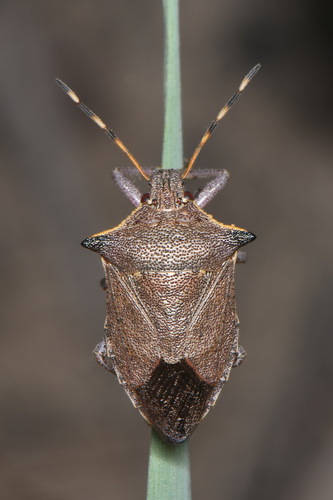 Predatory stink bug