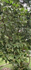 Microcos paniculata