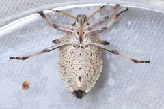 Picromerus nigridens