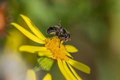 Eristalinus