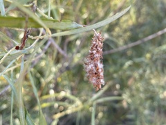 Salix exigua