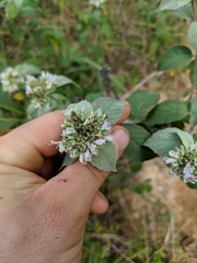 Pycnanthemum incanum