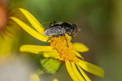 Eristalinus