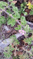 Pelargonium capitatum