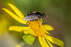 Eristalinus