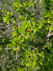 Condalia hookeri