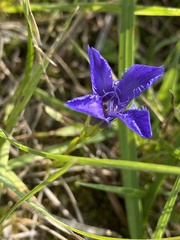 Gentianopsis ciliata