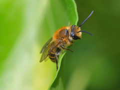 Colletes hederae