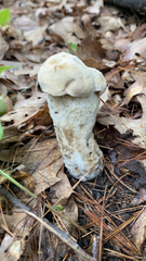 Hypomyces hyalinus
