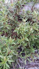 Phytolacca octandra