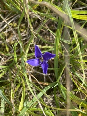 Gentianopsis ciliata