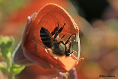 Apis mellifera capensis