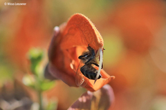 Apis mellifera capensis