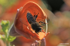 Apis mellifera capensis