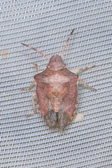 Peribalus strictus vernalis