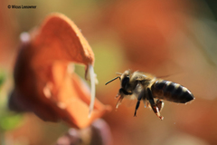 Apis mellifera capensis