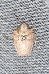 Peribalus strictus vernalis