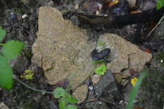Bombina variegata
