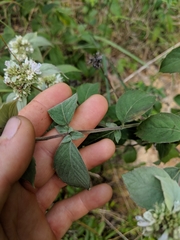 Pycnanthemum incanum