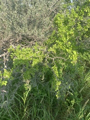 Condalia hookeri