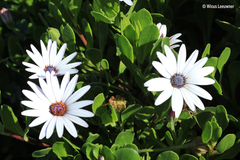 Dimorphotheca fruticosa