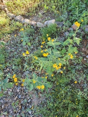 Verbesina encelioides