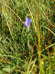 Gentiana pneumonanthe
