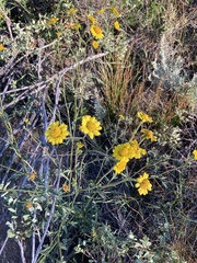 Hymenothrix dissecta