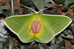 Nemoria astraea