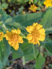 Verbesina encelioides