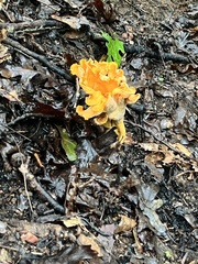 Cantharellus enelensis
