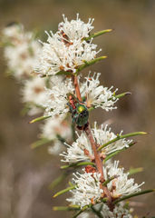 Diphucephala