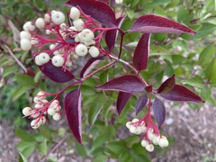 Cornus racemosa