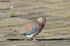 Streptopelia senegalensis senegalensis