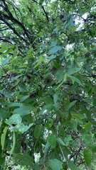 Celtis laevigata