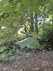 Acer floridanum